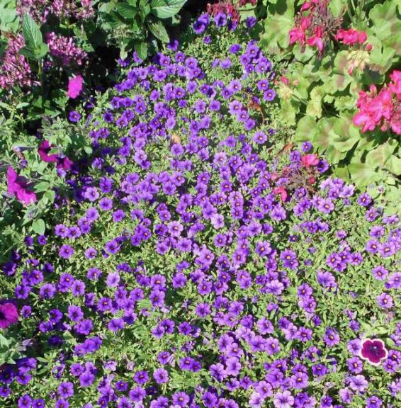 Calibrachoa 'Superbells Tabletop Blue' (Proven Winners)