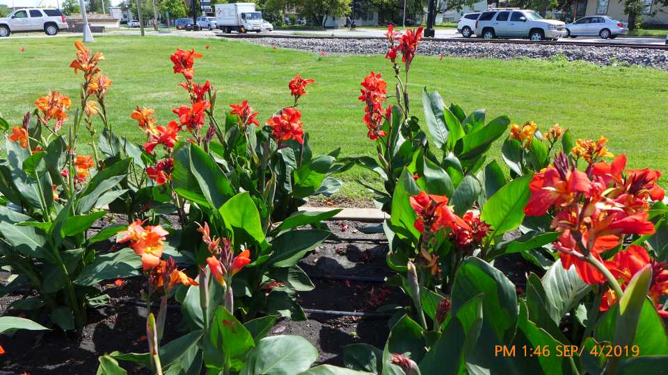 Canna 'South Pacific Scarlet'