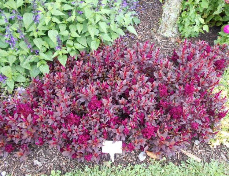 Celosia 'Kelos Fire Purple' (Beekenkamp)