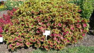 Best Performers and Favorites From Cornell University’s 2019 Plant Trials