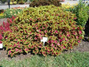 Coleus 'Heartbreaker' (Ball FloraPlant)