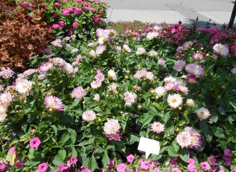 Dahlia 'Maggiore Rose Bicolor' (Beekenkamp)