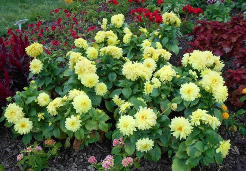 Dahlia 'Maggiore Yellow Improved' (Beekenkamp)