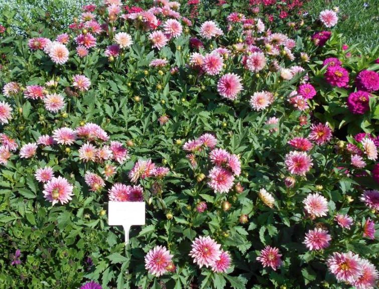 Dahlia 'Venti Passion Fruit' (Selecta)