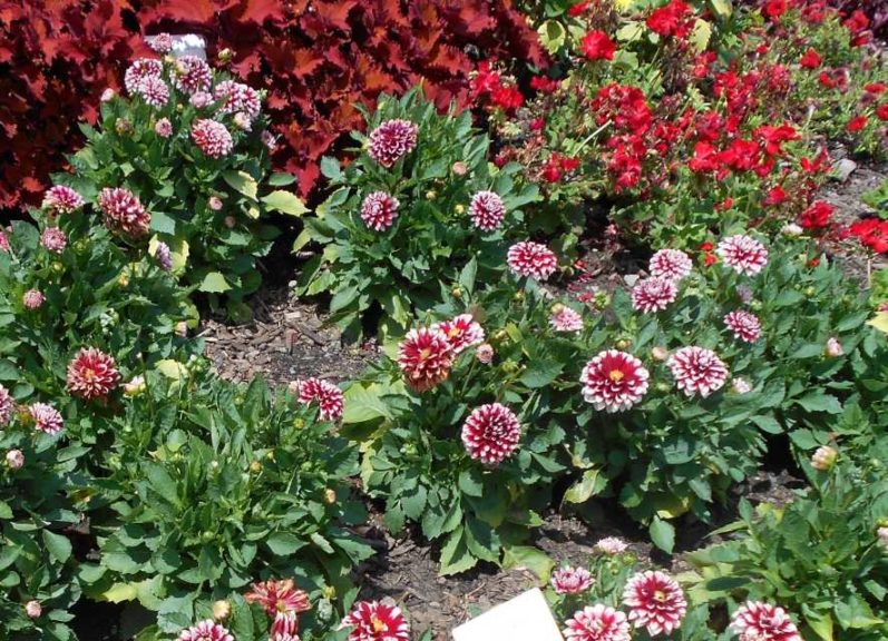 Dahlia 'Venti Red+White' (Selecta)