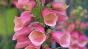 Promising Perennials You Need to Know About for 2020