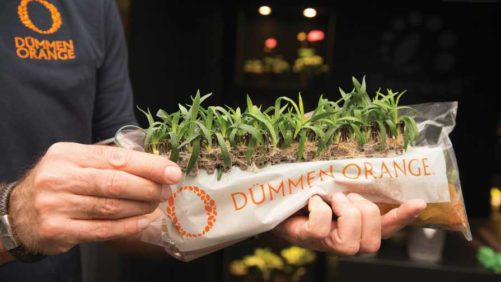 Why Dümmen Orange’s Basewell is the 2019 Technology of the Year