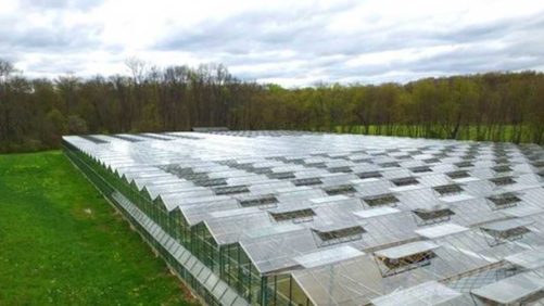 New Jersey Grower Plans Expanded Greenhouse Baby Spinach Production