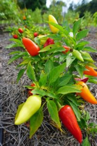 'Fire Away Hot and Heavy' Pepper