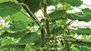 Finding the Best Lighting for Greenhouse Cucumbers