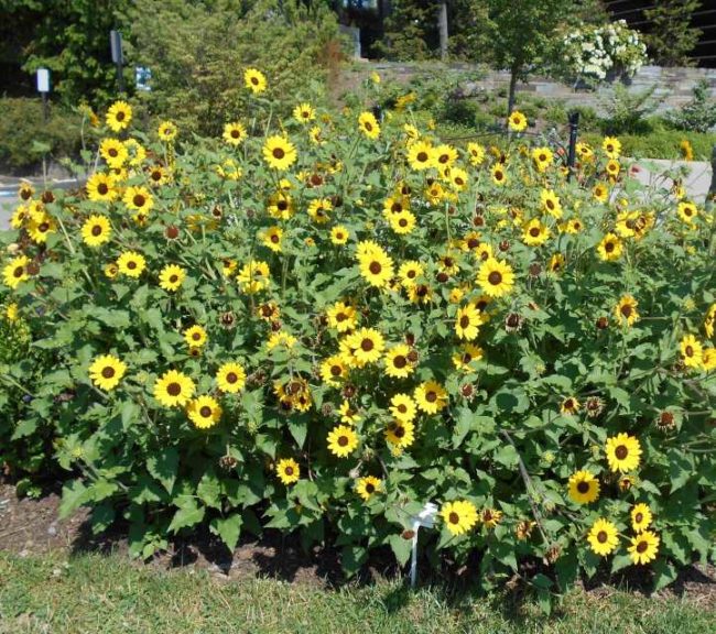 Helianthus 'Suncredible Yellow' (Proven Winners)