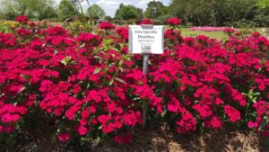 New Dianthus Offers a Jolt to Landscape Displays