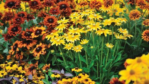 How to Force Long-Day Perennials into Flower with High-Intensity LEDs