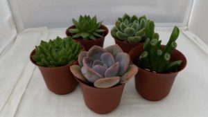 Top 100 Grower Earns Floral Marketing Award