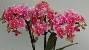 Dümmen Orange Partners With Taiwan Company on Orchid Research