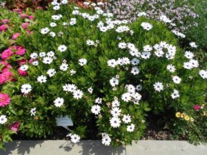 Osteospermum 'Sunny Harry' (Beekenkamp)