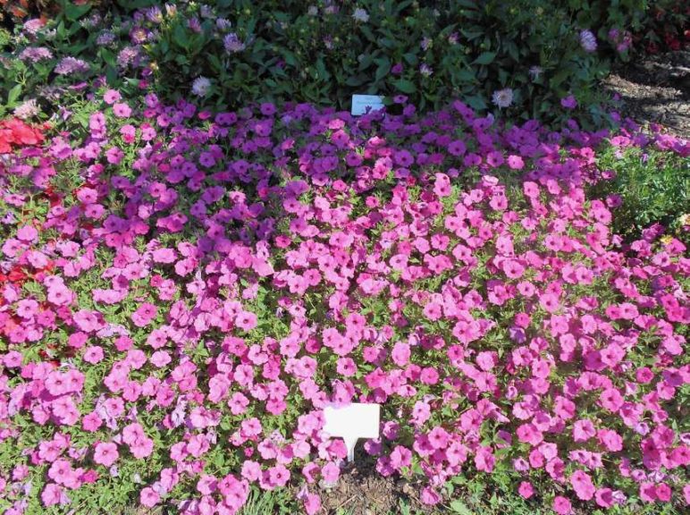Petunia 'ColorRush Pink' (Ball FloraPlant)