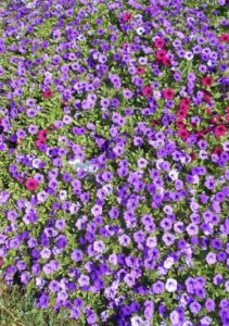 Petunia 'Supertunia Mini Vista Indigo Improved' (Proven Winners)