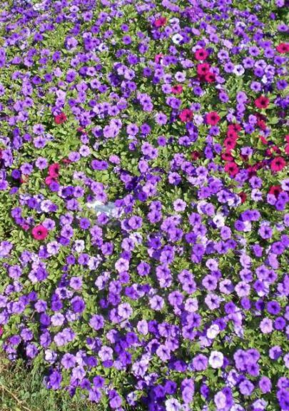 Petunia 'Supertunia Mini Vista Indigo Improved' (Proven Winners)