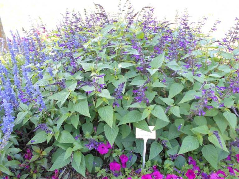 Salvia 'Purple and Bloom' (Ball FloraPlant)