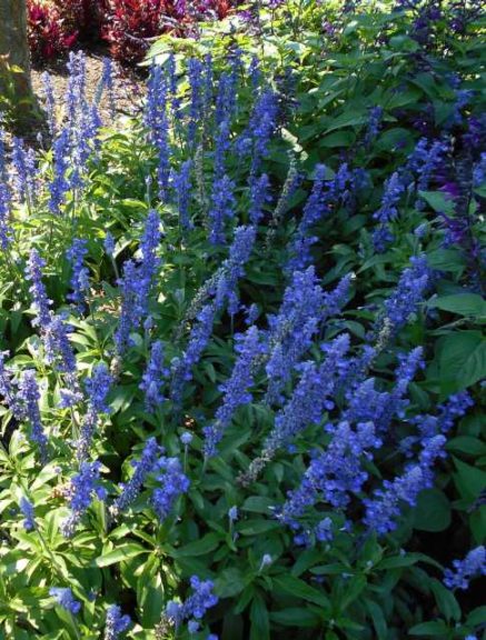 Salvia 'Unplugged So Blue' (Proven Winners)