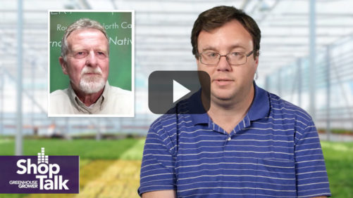 How Hoffman Nursery Managed a Miscanthus Rooting Problem (Video)