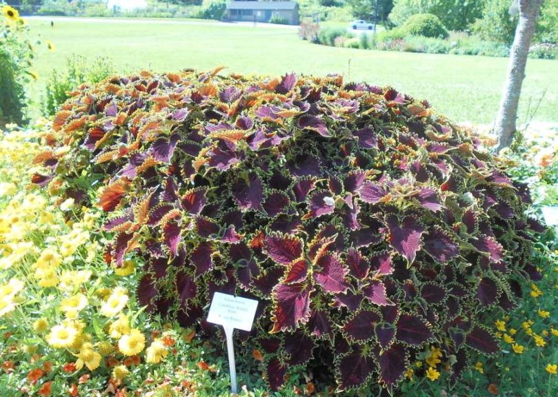 Solenostemon 'ColorBlaze Wicked Witch' (Proven Winners)