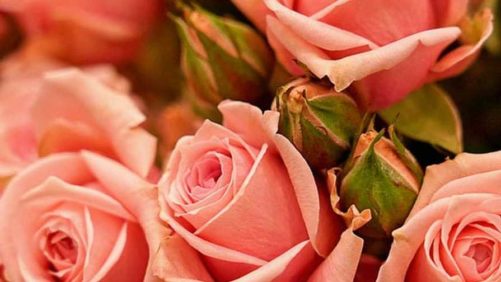 Variety Favorites From the Society of American Florists’ Convention