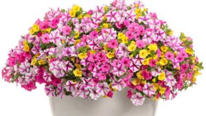 Top 100 Greenhouse Grower Offering Peer Education on Production Methods