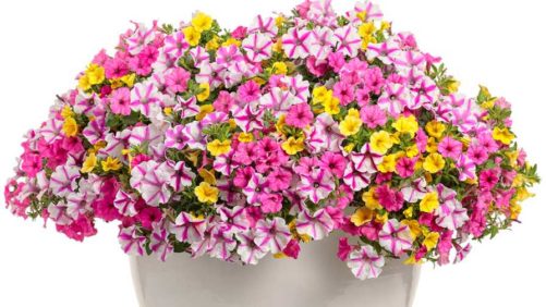 Experts Tips for Making Your Combos Pop With Consumers