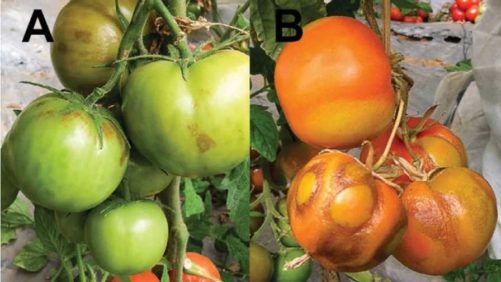 ToBRFV: A New Tomato Virus in Town