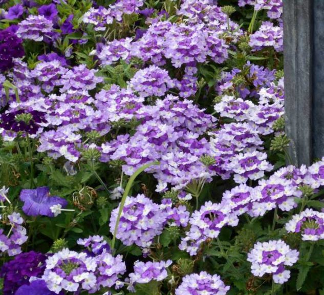 Verbena 'Superbena Sparkling Amethyst Improved' (Proven Winners)