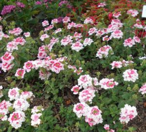 Verbena 'Superbena Sparkling Rosé' (Proven Winners)