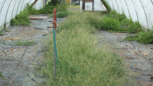 Golden State Growers Have Two New Pest Management Tools