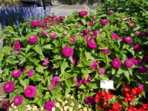 Zinnia 'Zesty Purple' (Ball Ingenuity)