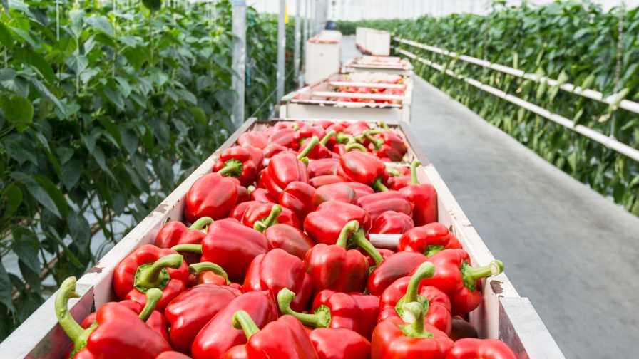 What's in Season? Bell Peppers (Field and Greenhouse) - Canadian Food Focus