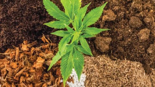 Cannabis Sales Boost in U.S. During Pandemic