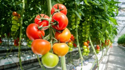 Why Healthy Greenhouse Tomatoes Start With a Healthy Greenhouse