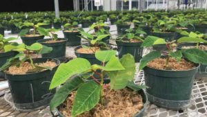 Horticulture Experts Discuss Opportunities in Soilless Culture
