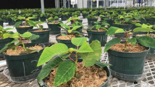 Growing Media, Lighting, AI Among Focuses of New Webinar Series