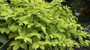 Check Out the 2020 Perennial Plant of the Year