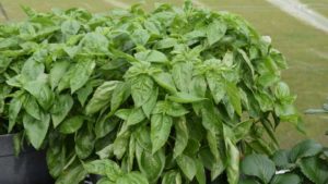 Basil ‘Amazel’ (Proven Winners)