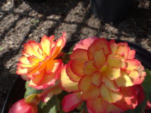 Begonia 'On Top Pink Halo'