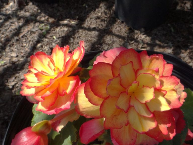 Begonia 'On Top Pink Halo'