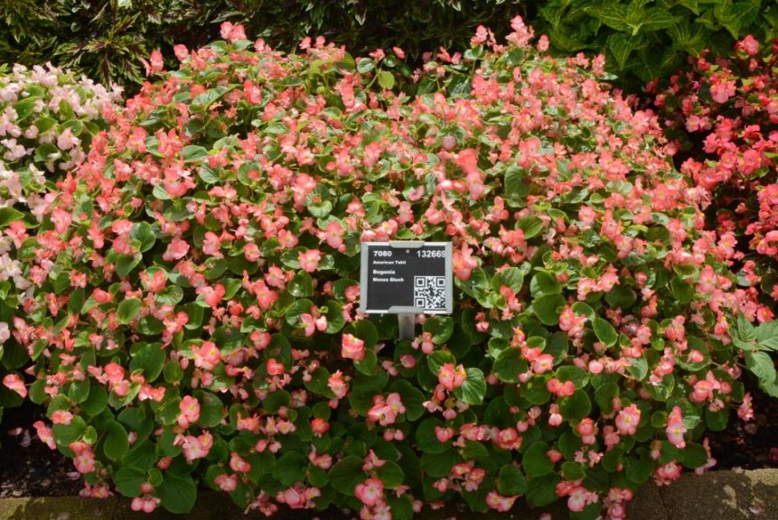 Begonia Viking Pink on Chocolate Sakata
