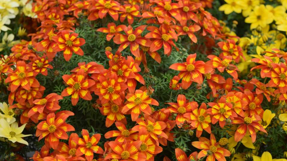 Bidens ‘Taka Tuka Red with Yellow Center’ (Benary) 