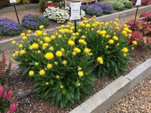 Braceantha 'Granvia Gold' (Suntory Flowers)