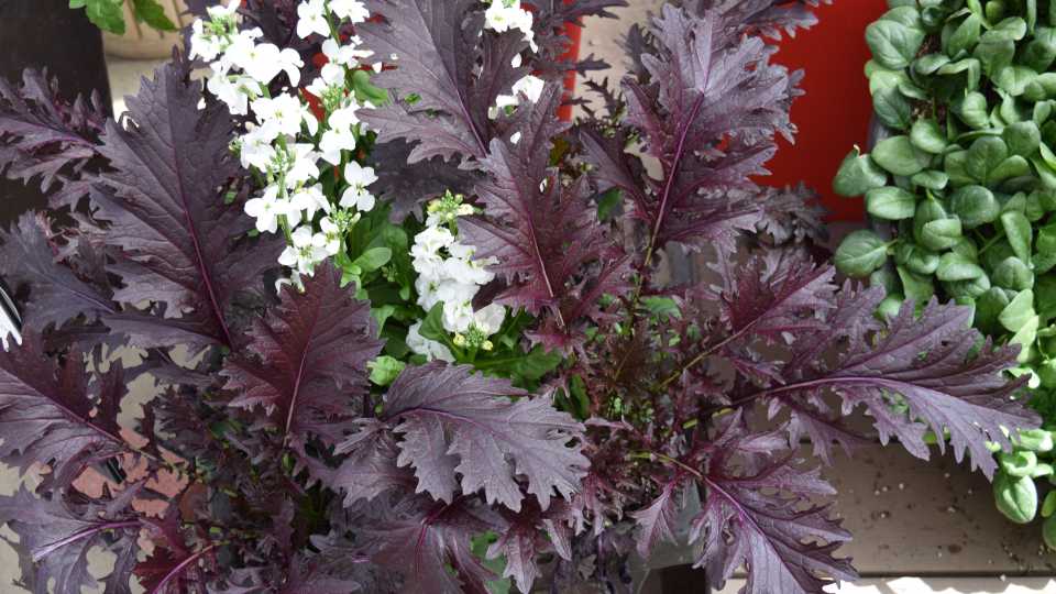 Brassica ‘Miz America’ (Sakata)