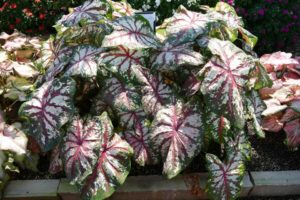 Caladium 'Bottle Rocket '(Classic Caladiums)