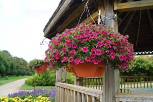 Calibrachoa 'Cabaret Good Night Kiss'